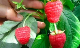 Малина Маравилла урожай ягод