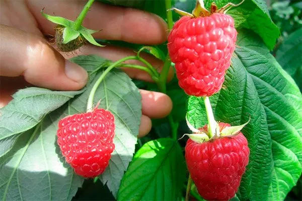 Малина Маравилла урожай ягод