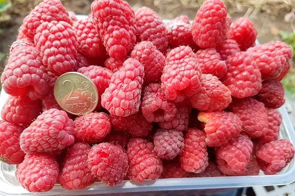 Малина Маравилла урожай