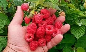 Малина Маравилла Урожайность