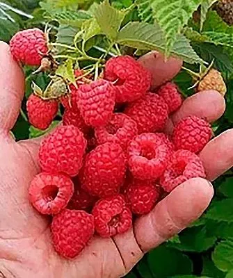 Малина Маравилла Урожайность