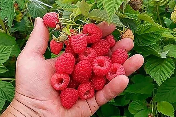 Малина Маравилла Урожайность