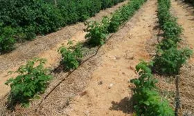 Малина Маравилла в ОГ