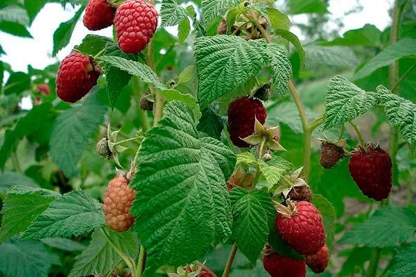 Малина Маросейка куст с ягодами