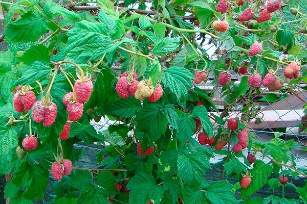 Малина Маросейка куст