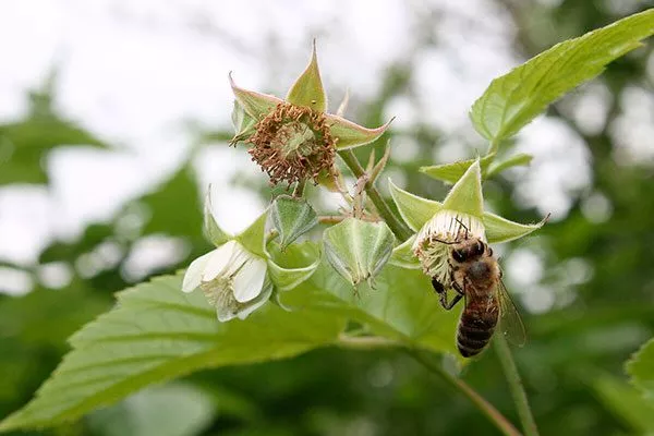 Малина Маросейка опыление