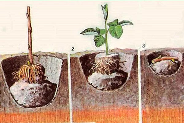 Малина Маросейка посадка