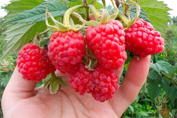 Малина Маросейка ягоды