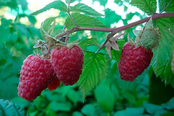 Малина Маросейкаплоды