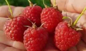 Малина Новость Кузьмина