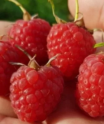 Малина Новость Кузьмина