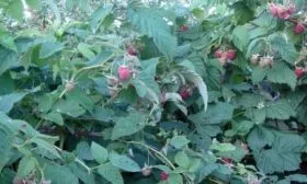 Малина Новость Кузьмина: Внешний вид кустарника