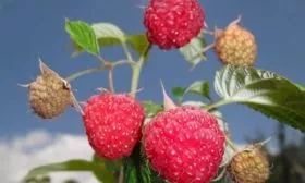 Малина Новость Кузьмина: Внешний вид ягод