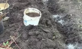 Малина Новость Кузьмина: засыпьте удобрения в борозды