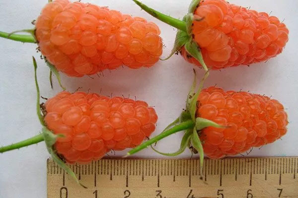 Малина Оранжевое Чудо крупные плоды