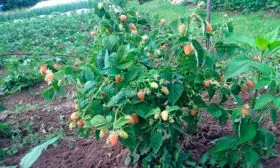 Малина Оранжевое Чудо куст вид