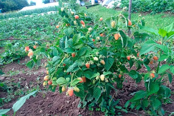 Малина Оранжевое Чудо куст вид