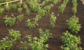 Малина Оранжевое Чудо кустовая посадка