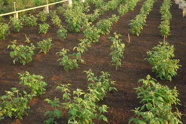 Малина Оранжевое Чудо кустовая посадка