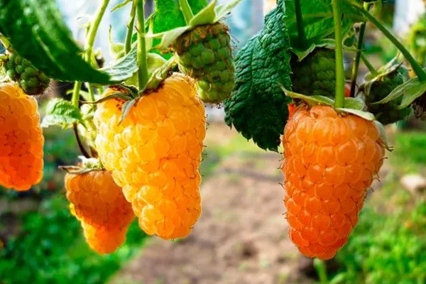 Малина Оранжевое Чудо описание ягод