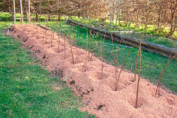 Малина Оранжевое Чудо посадка рядами