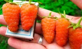 Малина Оранжевое Чудо размер ягод