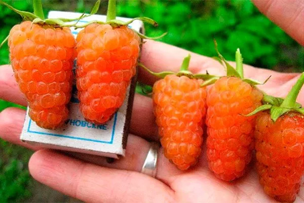 Малина Оранжевое Чудо размер ягод