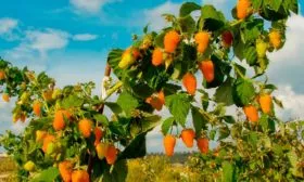 Малина Оранжевое Чудо1