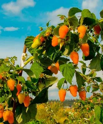 Малина Оранжевое Чудо1