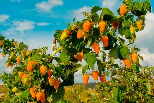 Малина Оранжевое Чудо1