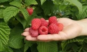 малина Орбита