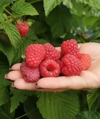 малина Орбита