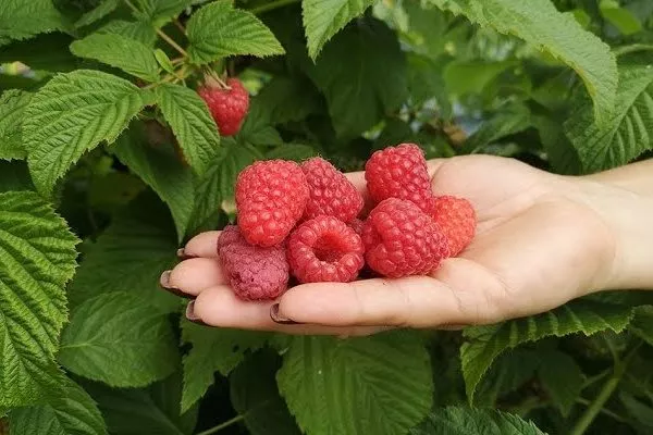 малина Орбита