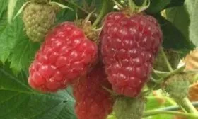 малина Патриция