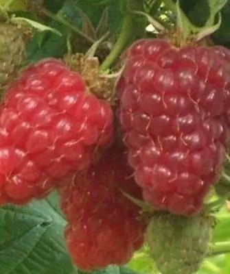 малина Патриция