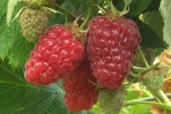 малина Патриция