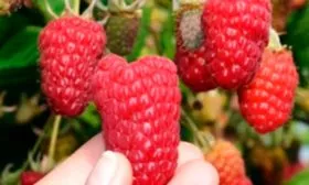 Внешние показатели куста и ягод, их вкус