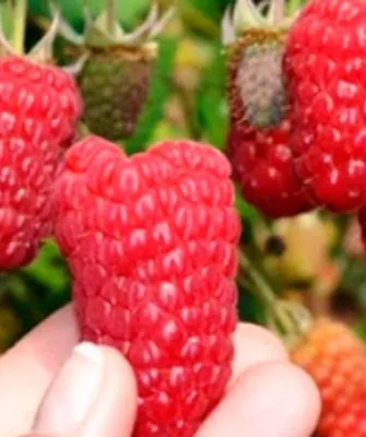 Внешние показатели куста и ягод, их вкус