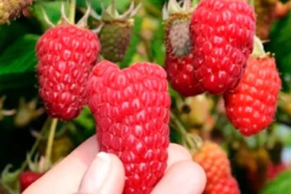 Внешние показатели куста и ягод, их вкус