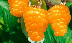 malina-remontantnaja-zolotaja-osen