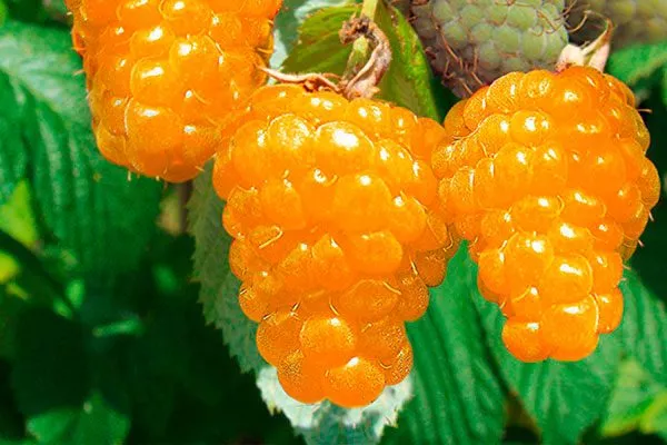 malina-remontantnaja-zolotaja-osen