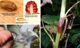 Болезни и вредители – борьба с ними