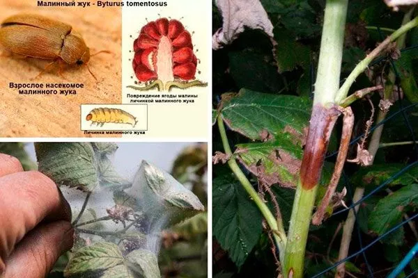 Болезни и вредители – борьба с ними