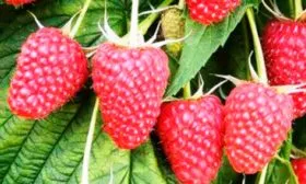 Малина Рубиновый гигант11