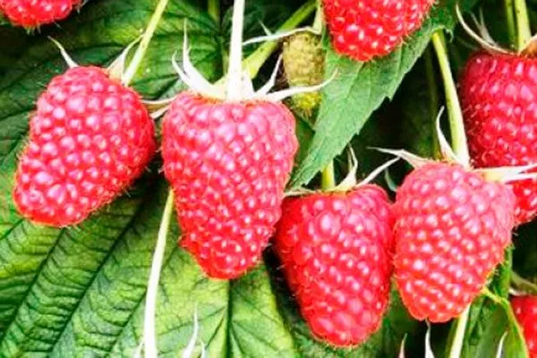 Малина Рубиновый гигант11