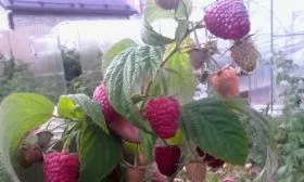 Малина Рубиновый гигант12