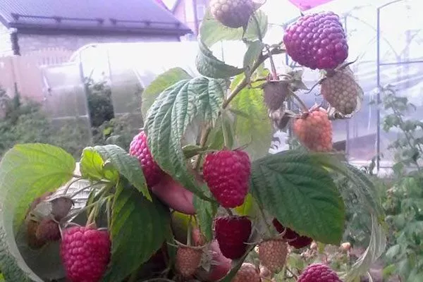 Малина Рубиновый гигант12