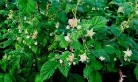 Опыление и способы плодоношения