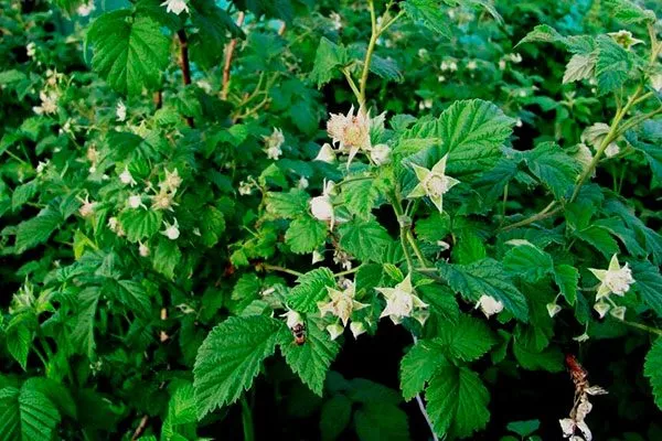 Опыление и способы плодоношения