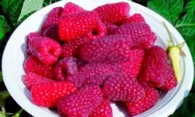 Урожайность